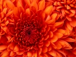 IMG_5363.jpg